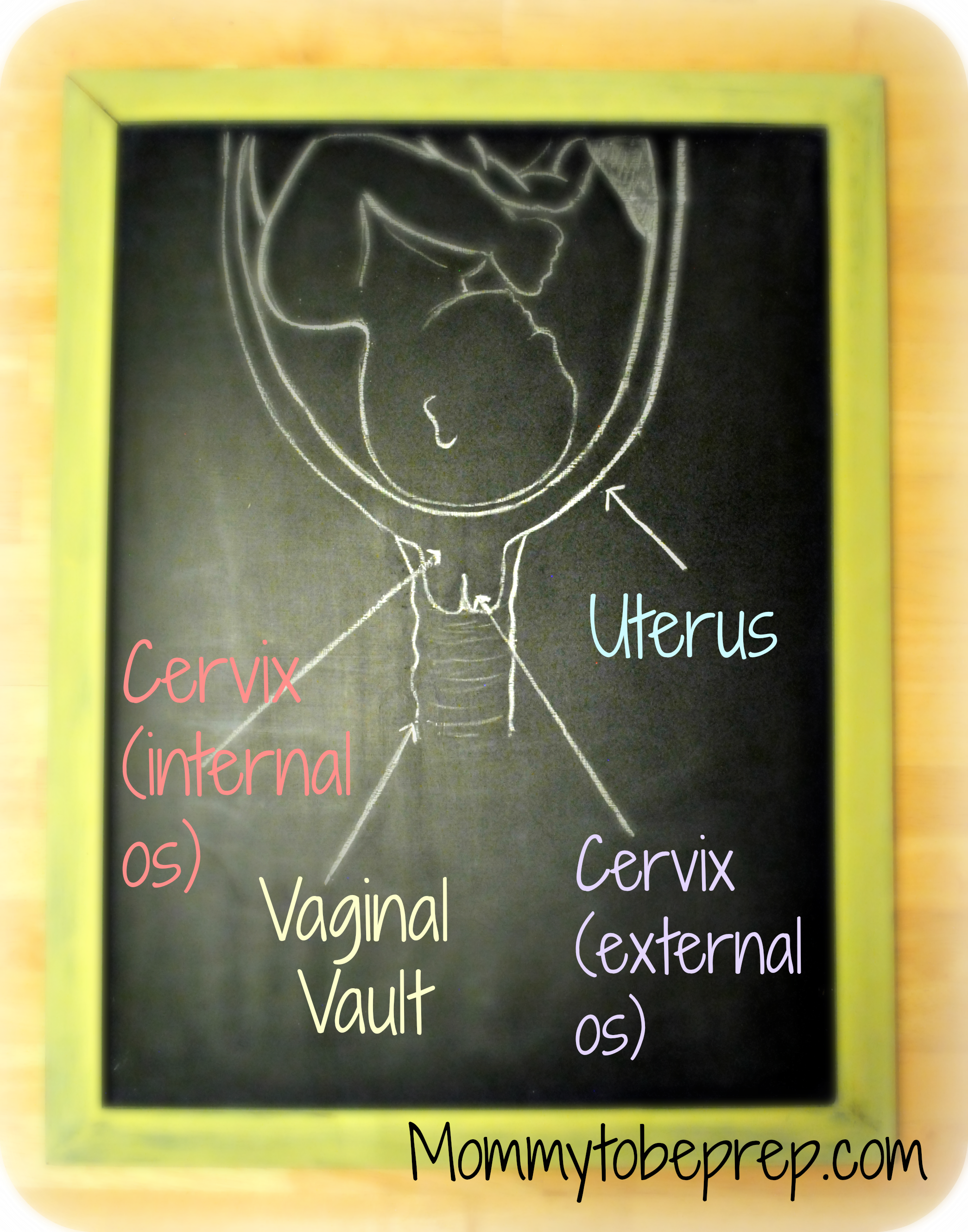 Cervix Dilation Chart